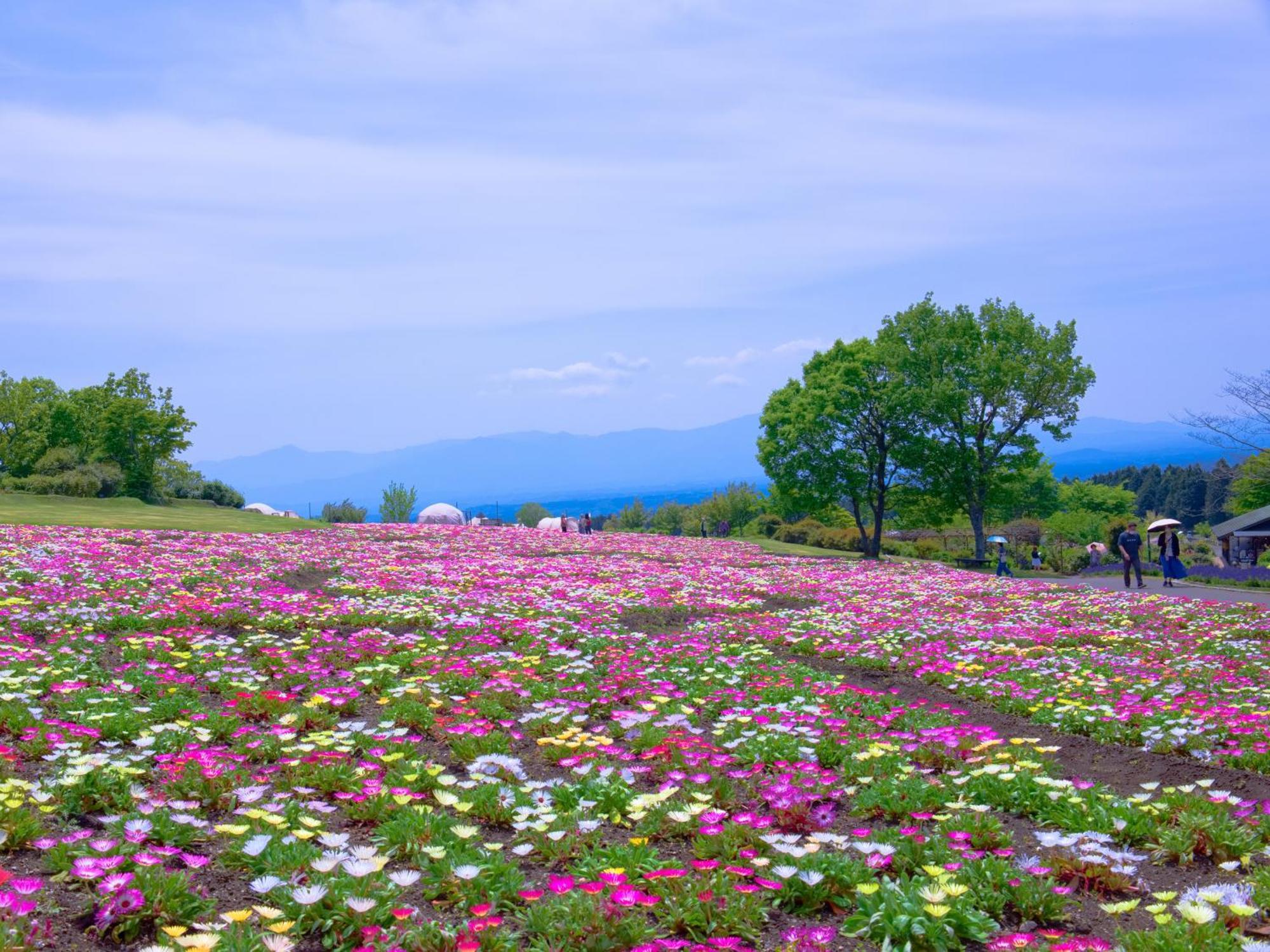 くじゅう花公園　キャンピングリゾート花と星 Kuju Zewnętrze zdjęcie