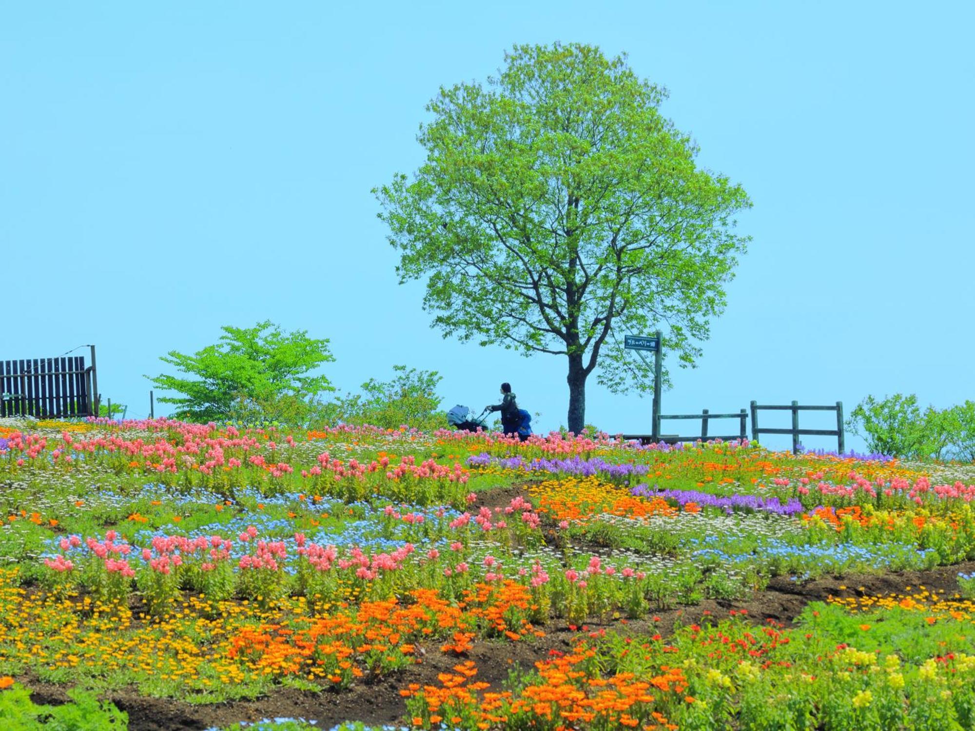 くじゅう花公園　キャンピングリゾート花と星 Kuju Zewnętrze zdjęcie
