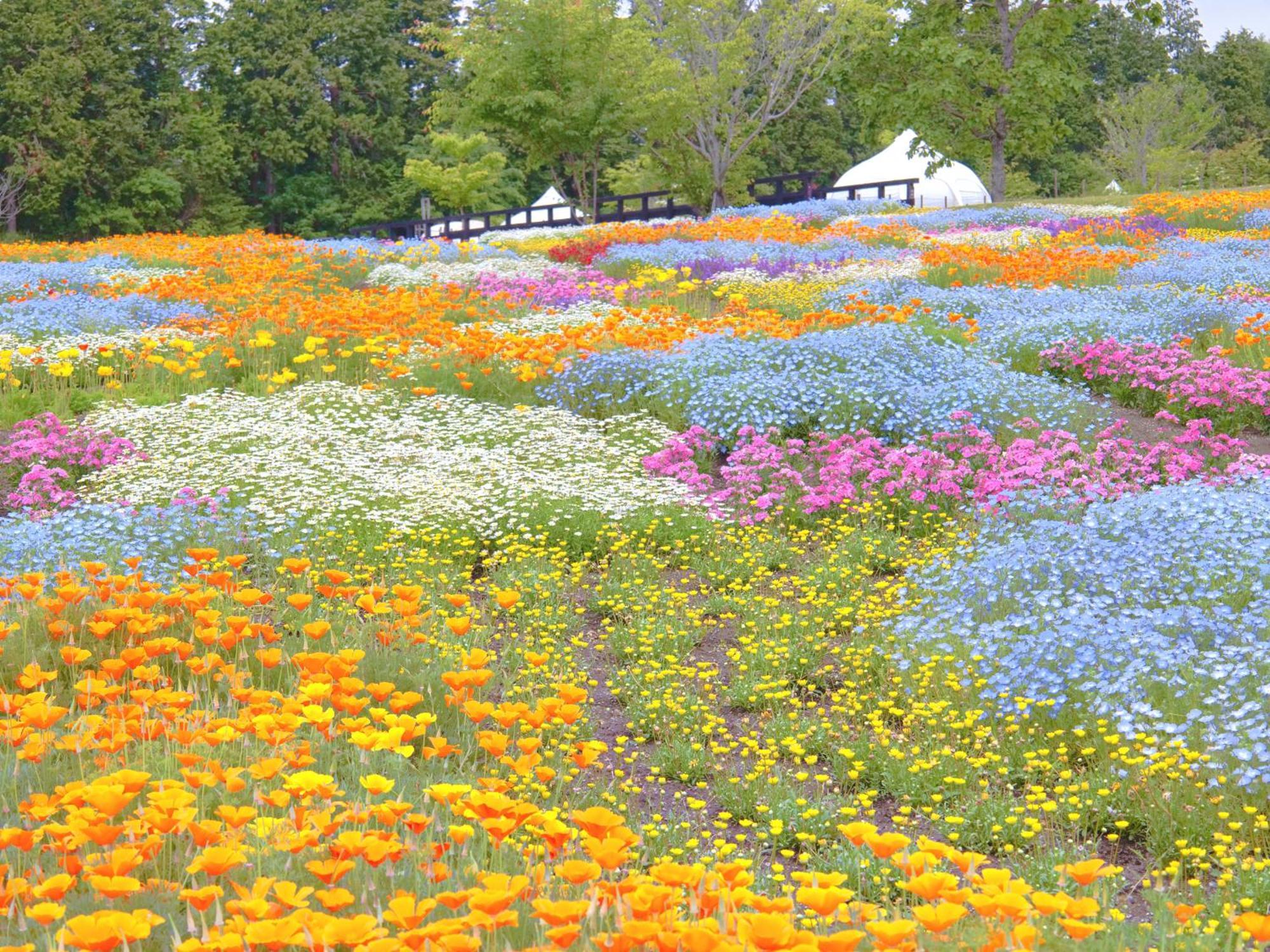 くじゅう花公園　キャンピングリゾート花と星 Kuju Zewnętrze zdjęcie