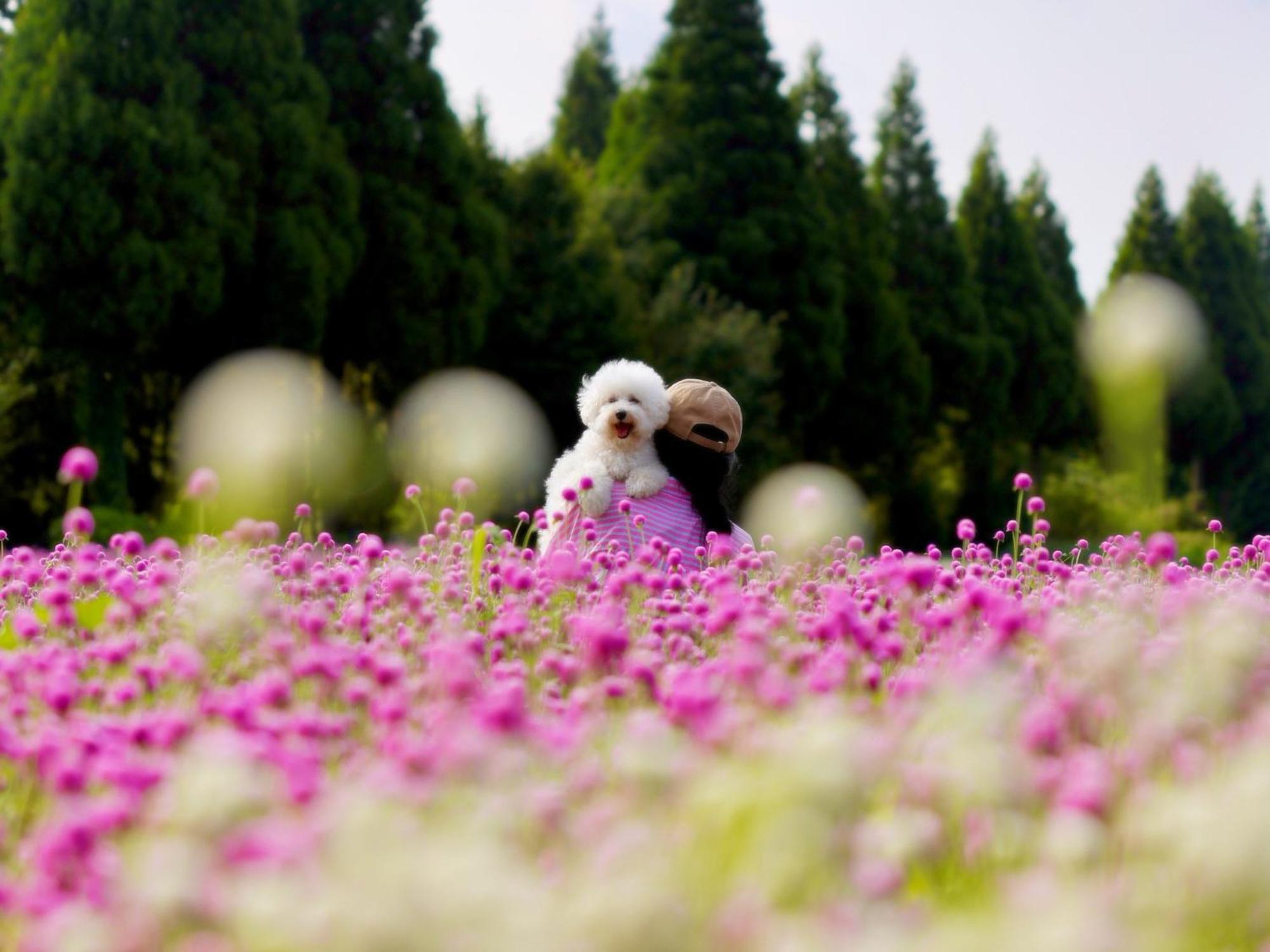 くじゅう花公園　キャンピングリゾート花と星 Kuju Zewnętrze zdjęcie